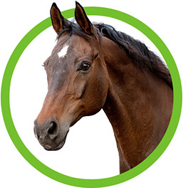 Equine Insurance